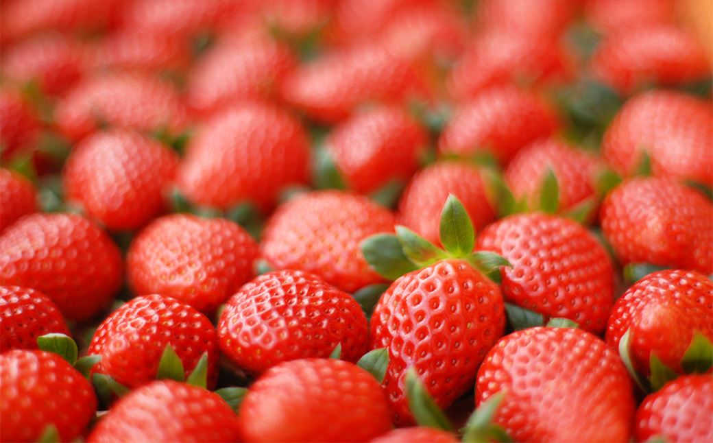 のらくら農園の新鮮いちご・たっぷりセット 合計1500g （250g×6パック） 【指定日必須】 【2026年3月上旬～3月下旬迄発送予定】 ／ いちご イチゴ 苺 章姫 パック 果物 くだもの フル