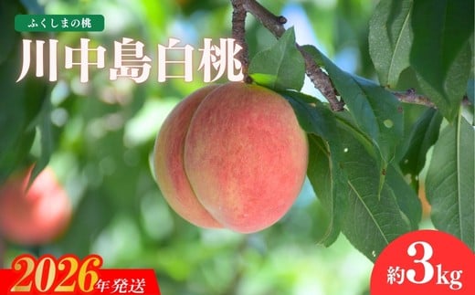 No.1202福島の桃　「川中島白桃」約3kg【2026年発送 先行予約】
