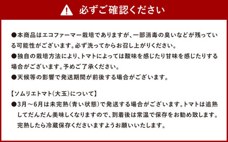 【 食べ比べ 】ソムリエ トマト 1.3kg と ソムリエ ミニトマト ダイヤ 1kg の セット 合計2.3kg 2種 とまと 野菜 やさい 熊本県産 国産 【2026年2月上旬発送開始】