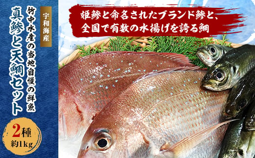 竹中水産の当地自慢の鮮魚2種「真鯵と天鯛」!約1キロセット!(宇和海産)＜C22-255＞【1073912】