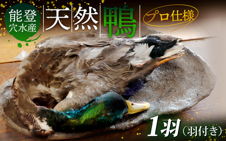 能登 穴水産 天然「鴨」（羽付き）1羽 |お肉 鴨肉 天然