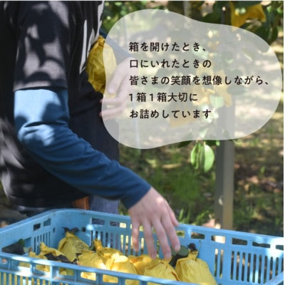 あたご梨 上級品 3-6玉入(岡山県産)  お歳暮やギフトにおすすめ!