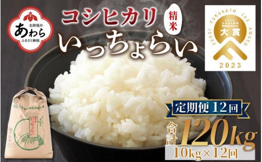 【令和6年産新米】【一等米】《定期便12回》いっちょらい 精米 10kg（計120kg） ／ 福井県産 ブランド米 コシヒカリ ご飯 白米 新鮮 大賞 受賞 新米 福井県あわら産