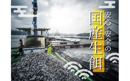 カンパチ 勘八 半身 600～700g セット 冷蔵 神経締め 高級 魚 産地直送 刺身 ぶりしゃぶ 照り焼き 刺し身 高知県 須崎市 ( カンパチ 須崎勘八 養殖 カンパチ 勘八 須崎 カンパチ 刺