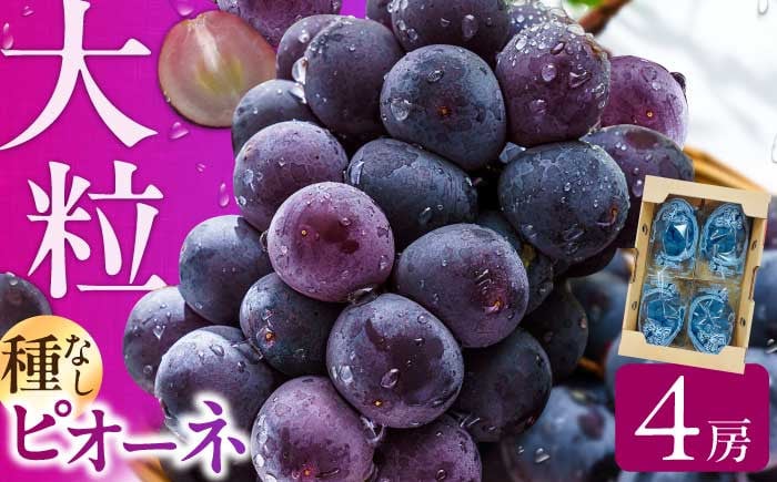 
            【★先行予約★　2025年7月中旬より発送】ピオーネ 約1.4kg ぶどう ブドウ ぴおーね ピオーネ 葡萄 フルーツ 果物 大粒 種なし くだもの パック 小分け 旬 ぶどう ピオーネ 広川町 / JAふくおか八女農産物直売所どろや [AFAB047]
          