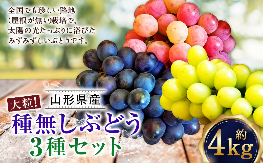 
            たっぷり日光を浴びたみずみずしい種無しぶどう3種セット ( シャインマスカット ＋ 旬なぶどう ) 約4kg 産地直送 フルーツ マスカット ぶどう 果物 高級 ぶどう【2025年9月下旬-10月上旬順次発送予定】
          