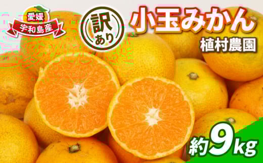 訳あり 小玉 みかん 9kg 2S ～ 3S サイズ 不揃い 植村農園 先行予約 早生 南柑20号 早生温州 早生みかん 温州みかん 愛媛蜜柑 愛媛みかん 愛媛ミカン わせ 果物 くだもの フルーツ 