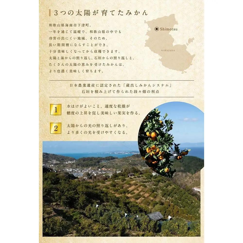 【10回定期便】みかん 旬の柑橘 ミカン 蜜柑 柑橘 柑橘定期便 かんきつ 和歌山県 海南市