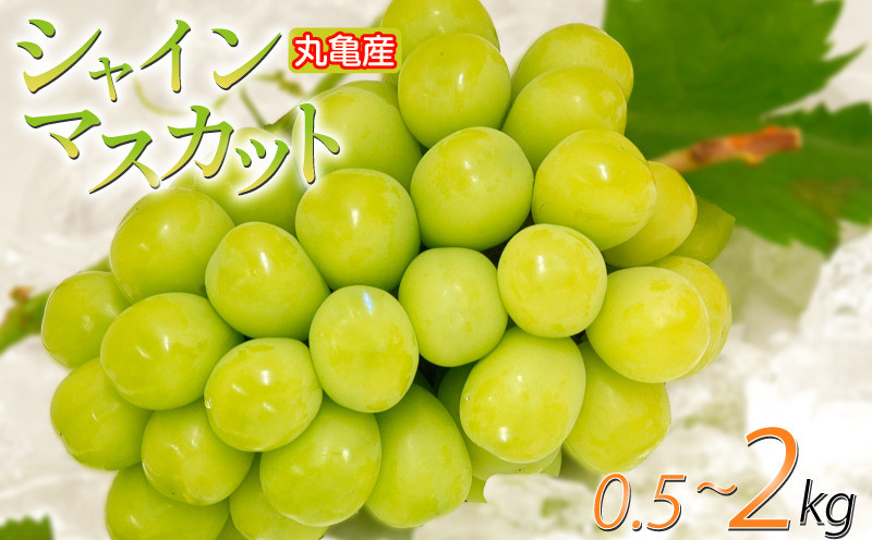 
            パリッと甘い！ シャインマスカット 約500g ～ 2kg 冷蔵 マスカット ぶどう 葡萄 ブドウ フルーツ 果物 くだもの デザート 果実 美味しい 人気果物 人気フルーツ 旬のフルーツ 旬の果物 瀬戸内 果汁 フルーツ  デザート 果実 青果 甘い 季節 国産 ふるさと納税マスカット ふるさと納税ぶどう 香川県 丸亀市
          