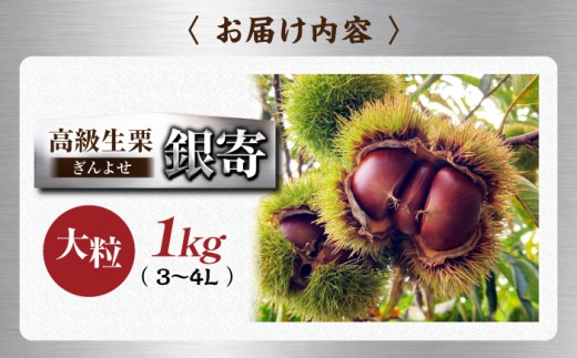 栗【先行予約】【2026年9月下旬から順次発送】高級 生栗 銀寄 栗 クリ くり kuri 和栗 マロン 国産 果物（ 1kg ）愛媛県大洲市/あじさい農園[AGAE010]