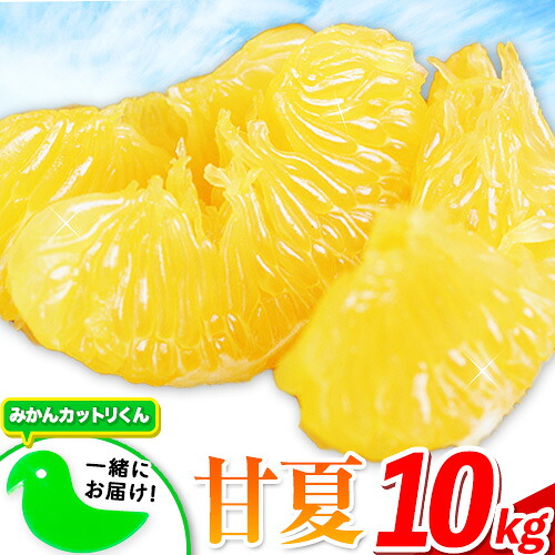 【2026年度先行予約分】みかん 好き必見 甘夏 熊本県産(津奈木町産含む) 甘夏 約 10kg (約18～40玉前後) 柑橘 大玉 ミカン《2月中旬-4月末頃出荷》 フルーツ 旬 甘夏みかん 果物 訳あり 定期 でない