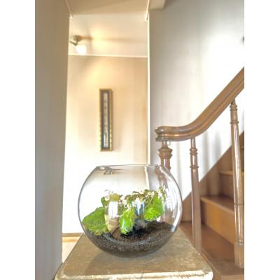 ふるさと納税 府中市 ベゴニアのテラリウム |  | 01