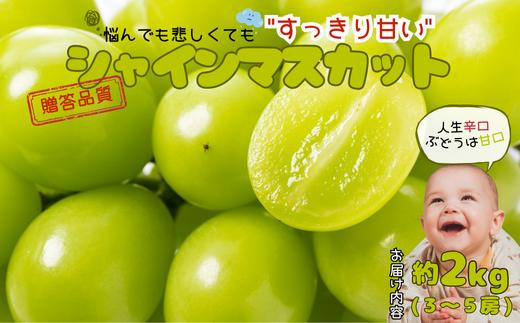 
            JA11-25A ぶどう シャインマスカット 約2kg ／2025年9月中旬～10月中旬ごろ配送 // 長野県 南信州 シャイン マスカット 種なし 大粒 甘い 葡萄 人気 新鮮 厳選 贈答
          