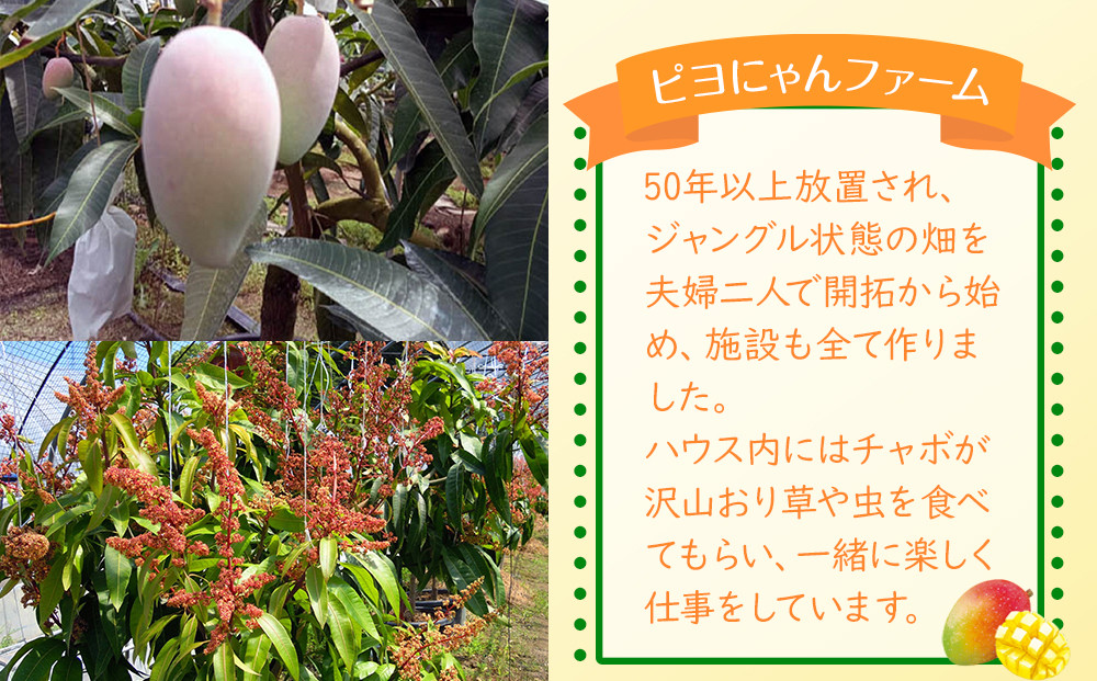 紅金煌 マンゴー 3~4個 入り 合計 1600g前後