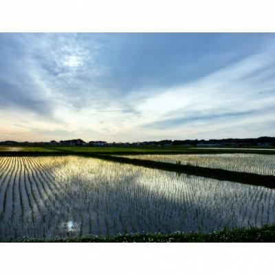 ふるさと納税 相馬市 第15回　米・食味分析鑑定コンクール金賞受賞者が生産した米(コシヒカリ精米10kg) |  | 03