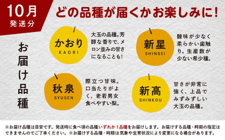梨 10kg 採れたて あきた梨 24?36玉前後 【加賀谷農園】