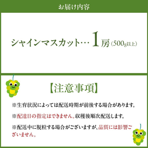 【2026年8月より順次発送】シャインマスカット（1房：500g以上)_シャインマスカット 1房 500g以上 九州 温暖 気候 活かす 農家 こだわり ご家庭用 先行受付 皮ごと食べられる 上品 甘