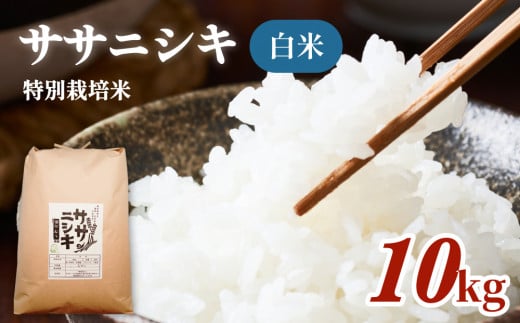 特別栽培米 ササニシキ 白米 10kg