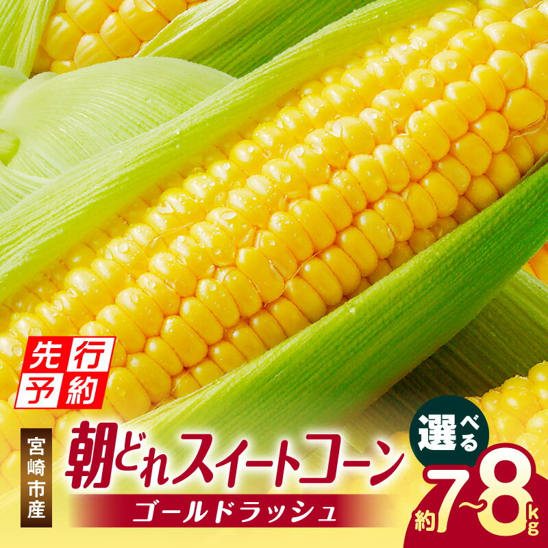 【ふるさと納税】【期間限定 ・数量限定】《選べる内容量》《2025年発送先行予約》 宮崎市産 朝どれ スイートコーン ゴールドラッシュ とうもろこし コーン 野菜 新鮮 甘い おいしい 産地直送 高糖度 グルメ お取り寄せ おすすめ 冷蔵 宮崎県産 宮崎県 宮崎市 送料無料