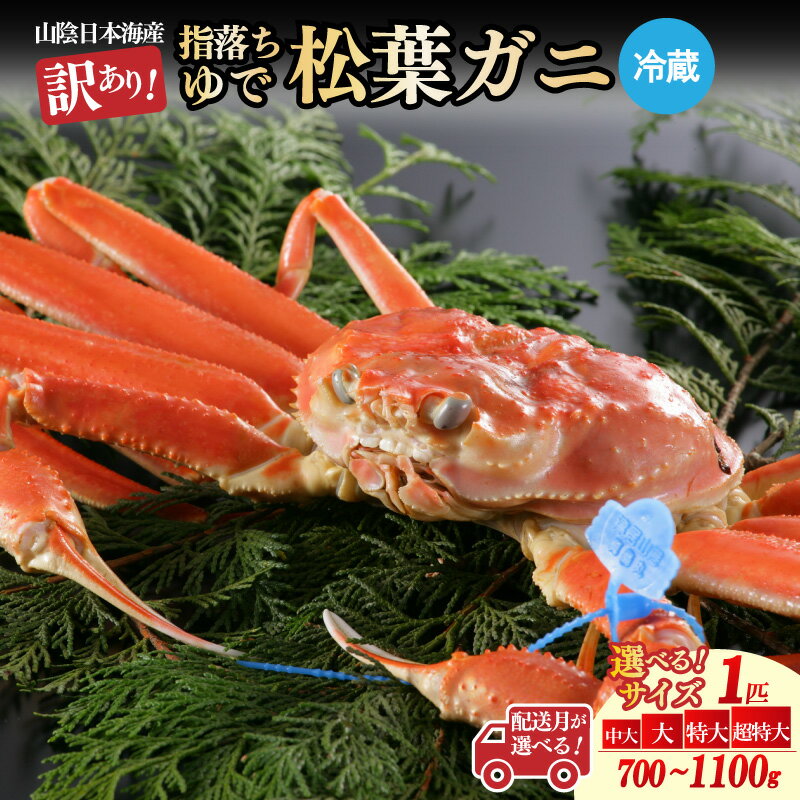 【ふるさと納税】【訳あり！指落ち松葉がに】山陰沖ゆで松葉がに／北畿水産 選べる サイズ 700g～800g 中大サイズ 800g～900g 大サイズ 900g～1kg 特大サイズ 1kg～1.1kg 超特大サイズ 選べる 配送時期 11月 12月 1月～3月発送