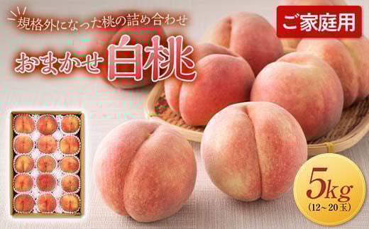 FYN6-208 ≪2025年先行予約≫ご家庭用 山形県産 おまかせ 白桃 約5kg(12～20玉) 2025年8月上旬から順次発送 夏果実 果実 果物 くだもの フルーツ 桃 もも ピーチ 家庭用 自宅用 訳あり 農業者 農家 支援品 産地直送 山形県 西川町 月山