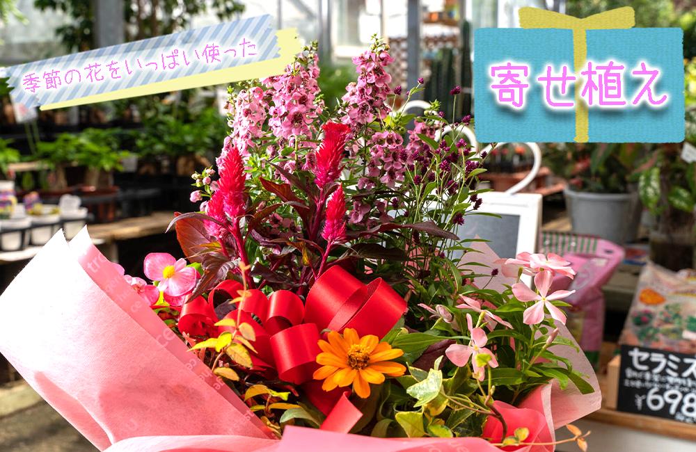 
                  季節の花をいっぱい使った寄せ植え  花 静岡 沼津 母の日 父の日
                