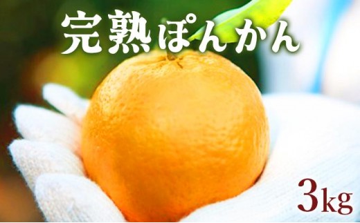 【先行予約】 完熟ぽんかん＜3kg＞