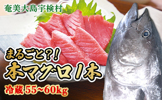本マグロ ( 1本 約 55 ~ 60 kg ) 冷蔵 マグロ まぐろ 鮪 養殖 内臓抜き 尾なし トロ 中トロ 中とろ 大トロ 大とろ 赤身 中落とし 刺身 カマ 海鮮 贈答 豪華 100万 宇検村