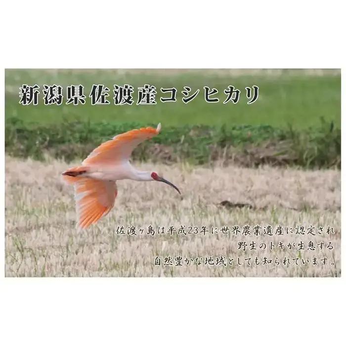 【先行予約 令和8年】コシヒカリ 10kg 5キロ×2袋| 新潟県 佐渡市 コシヒカリ