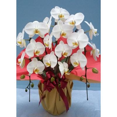 ふるさと納税 糸田町 白ハーフ21輪以上