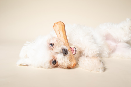 BE MY FAV　犬用　木のおもちゃ（M）２本セット【A-240】