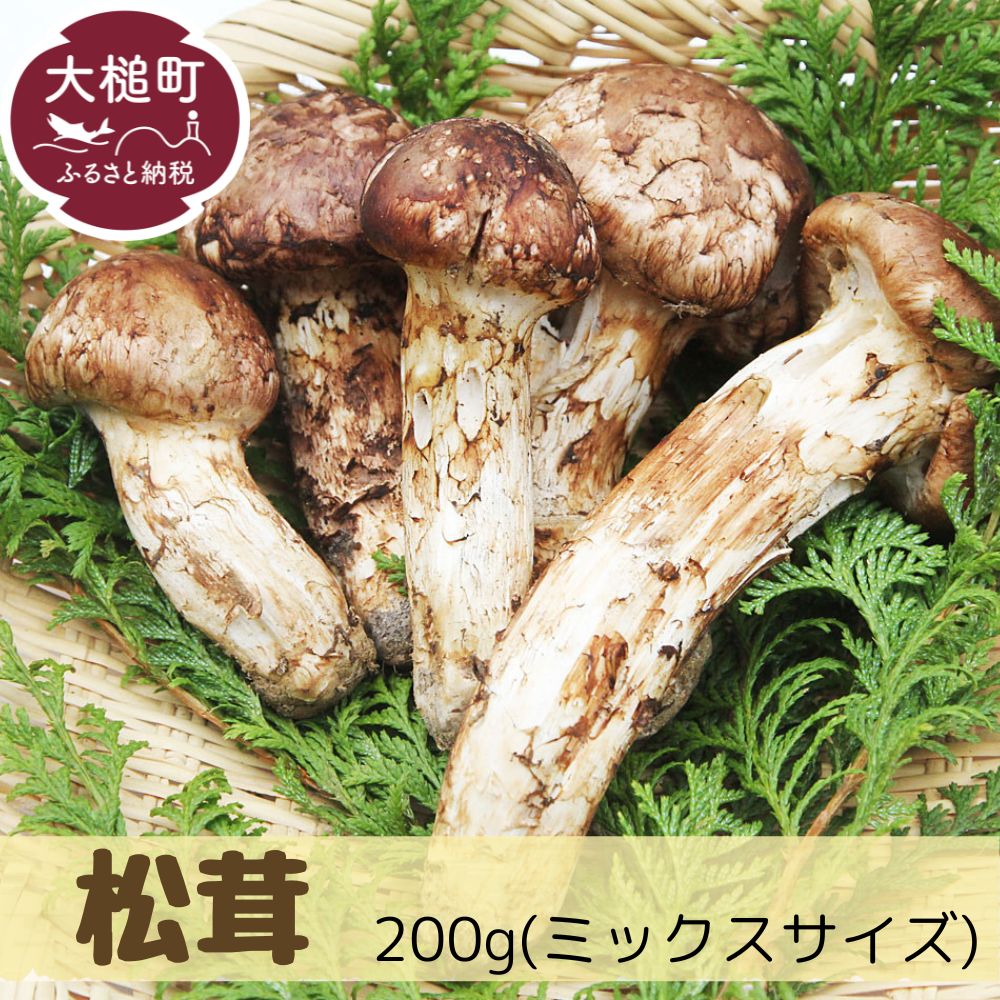 【ふるさと納税】大槌産 まつたけミックスサイズ200g【令和7年10月より発送】 国産 まつたけ 天然 期間限定 季節限定 産地直送 希少 秋 山の幸 きのこ キノコ ご飯 土瓶 蒸し 送料無料 国内産 いわて iwate