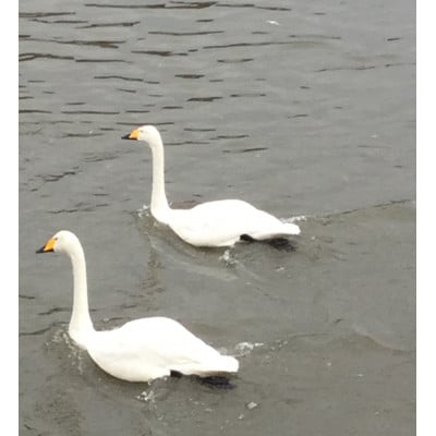 岩手県岩泉町産 1.5キロ りんご 2品種食べくらべ!(サンふじ・おおゆめ)/内村農園