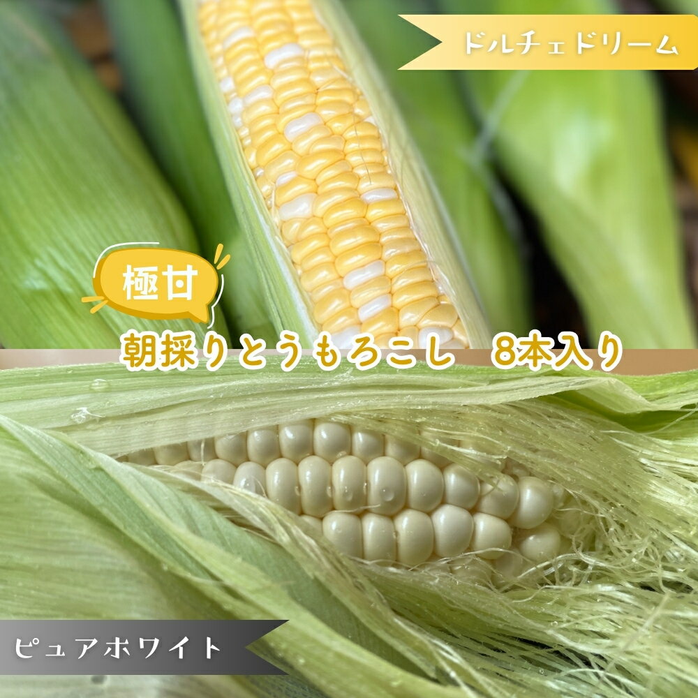 【ふるさと納税】朝採りとうもろこし 8本セット 選べる品種 ドルチェドリーム ピュアホワイト バイカラー 白いともろこし 食べ比べ ちばエコ野菜 特別栽培農産物
