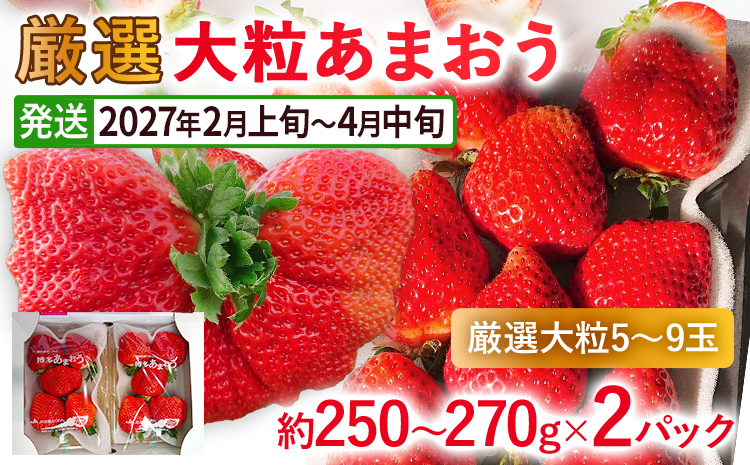 【2027年発送先行予約】厳選大粒あまおう約250～270g×2パック) いちご フルーツ 果物 あまおう 苺 イチゴ ギフト 大粒 福岡【発送時期2027年2月上旬～2027年4月中旬】
