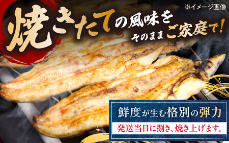  国産活うなぎ4尾（白焼）[AQDF013] 鰻 白焼き 国産 活うなぎ