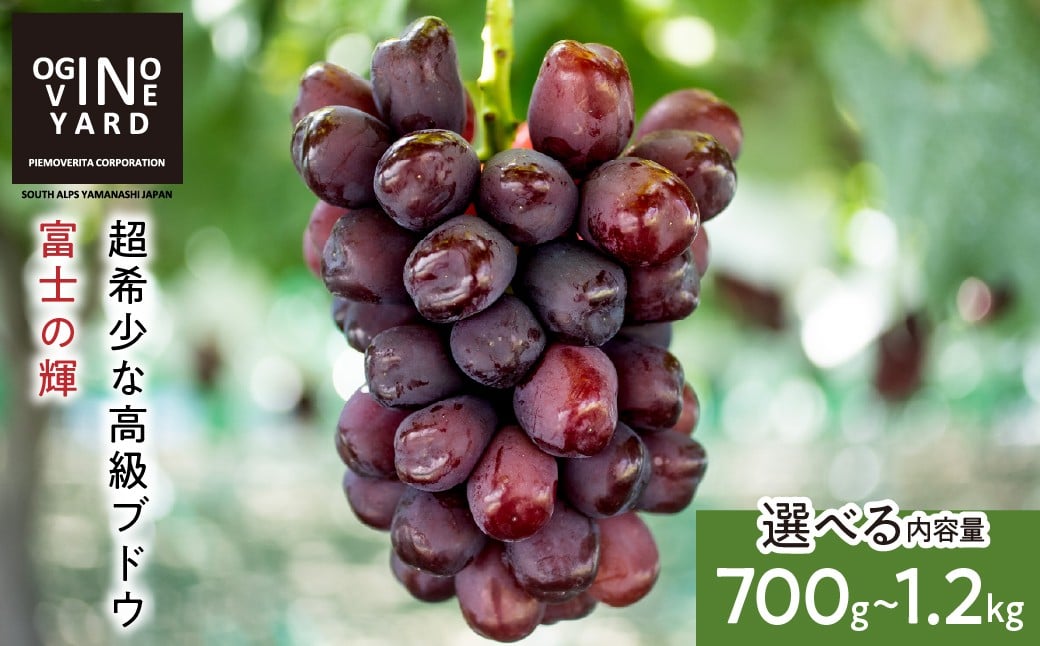 
            【2026年秋収穫先行予約_9月中旬～発送】 山梨県産 富士の輝700ｇ～1.2kg＜選べる内容量＞
          