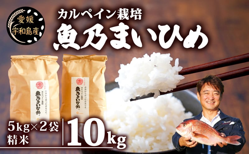 
            新米 コシヒカリ 魚乃まいひめ カルペイン栽培 計10kg 5kg × 2袋 精米 秀長水産 お米 米 環境保全 カルペイン 鯛 真鯛 魚肥 使用 こめ コメ kome 小分け お弁当 弁当 おにぎり ふっくら ツヤツヤ 美味しい 甘い 備蓄 防災 産地直送 数量限定 国産 愛媛 宇和島 G046-016008
          