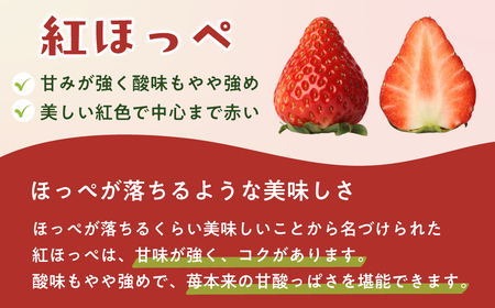 いちご 紅ほっぺ 250g×2パック 計500g ｜いちご 苺 矢野農園 埼玉県 久喜市