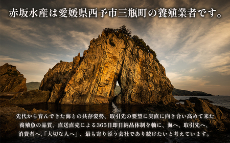 ＜津本式究極の血抜き 白寿真鯛 セミドレス 1尾（約1.5kg）＞ 鯛 タイ たい マダイ まだい 活〆 尾頭付き 養殖 特産品 魚 お祝い 内祝い ギフト 贈答 贈り物 赤坂水産 赤坂竜太郎 愛媛県