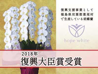 【６月発送分】コチョウラン５本立て【鴻巣花き市場品評会で最高賞受賞】