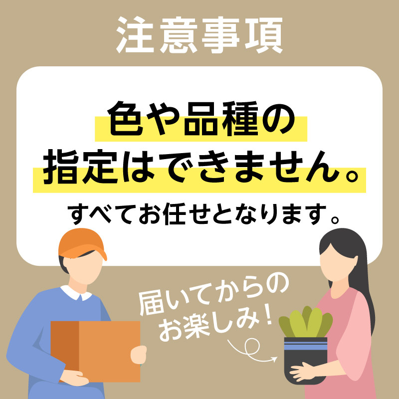 【思いやり型返礼品】《先行予約　数量限定　季節限定》高校生と福祉支援施設が協力して全国へお届けする　たくさんの愛が詰まった大鉢シクラメン (発送予定：2025年11月下旬～2025年12月上旬) フラワー 植物 観葉植物 自然