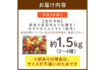 【先行予約】訳あり 宝石のような輝き！カラフルミニトマト 約1.5kg（秋冬）（2025年10月上旬～発送）