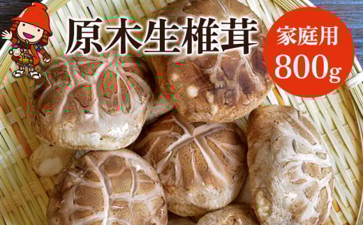 原木生椎茸 家庭用 800g | きのこ キノコ しいたけ シイタケ 椎茸 生しいたけ 生シイタケ 生椎茸 原木 原木栽培  大分県産 九州産 国産 大分県 中津市