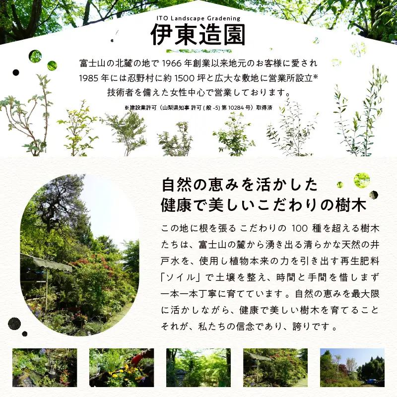植木　白ヤマブキ　0.9ｍ