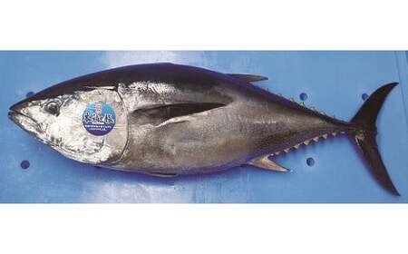 久良のクロマグロ 丸ごと1尾 約60kg前後 内臓抜き 養殖 クロマグロ 本マグロ 本まぐろ 本鮪 まぐろ マグロ 鮪 まるごと 1尾 赤身 トロ 魚 海鮮 刺身 寿司 食品 お祝い 冷蔵 お取り寄せ