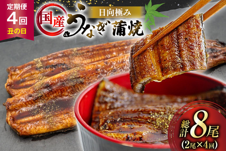 うなぎ 国産 日向うなぎ 蒲焼 中 2尾 計250g以上 4回 丑の日 定期便
