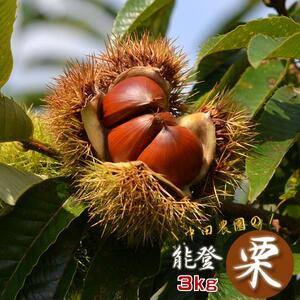 【先行予約】中田農園の能登栗 3kg ～奥能登の大地で育った能登栗～【2025年9月以降順次発送】/ 能登半島 奥能登 くり マロン 和栗 生栗 焼き栗 栗ごはん 焼き栗 国産 果物 送料無料