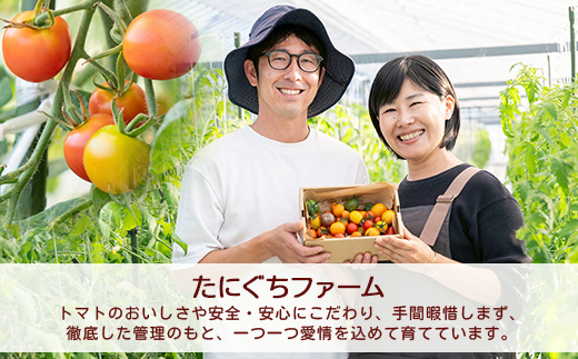 【先行受付】2027年1月より順次発送 完熟ミニトマト 1kg 野菜 農家直送 佐賀県鹿島市 たにぐちファーム Ricotomato（リコトマト）～とりこになるトマト～B-324