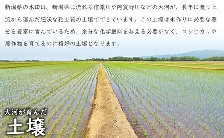 有機栽培米新潟産コシヒカリ5kg　毎月6回連続でお届けします。 米 お米 こめ コメ ごはん 新潟 白米 コシヒカリ ブランド米 銘柄米 お取り寄せ 産地直送